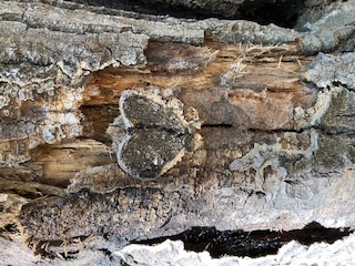 Close up photo of the trunk of a tree. The bark in the center stands out in the shape of a heart