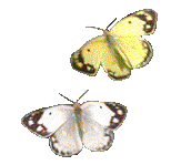 gif of two butterflies fluttering around