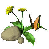 gif of a butterfly resting on a dandelion next to a rock